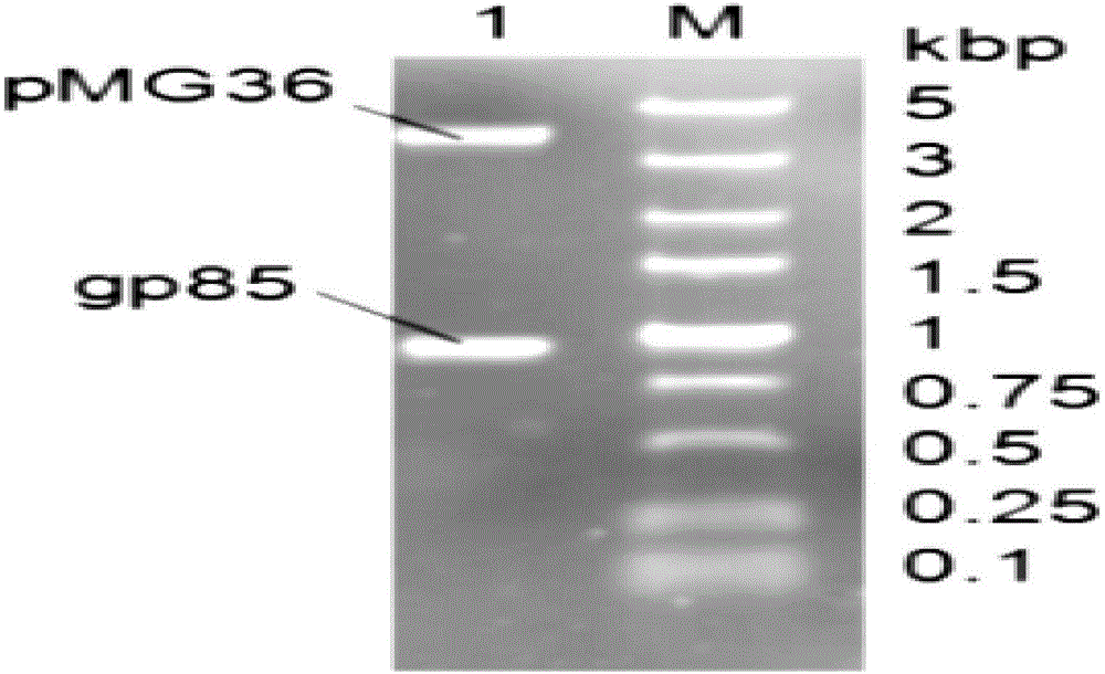 pMG36e pgsA gp85 recombinant plasmid-containing genetically engineered bacterium