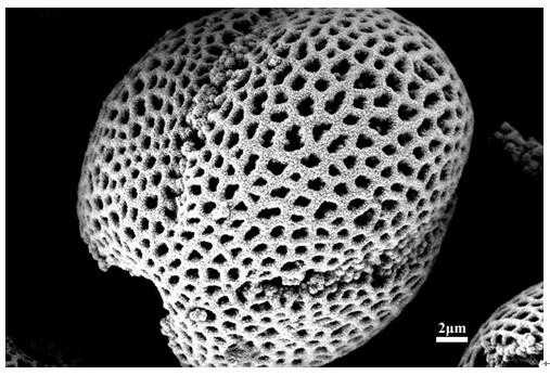 Preparation method of rhenium disulfide optoelectronic material loaded with pollen carbon skeleton