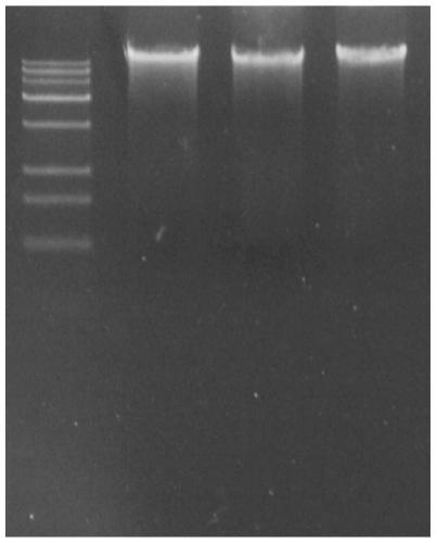 Molecular marker for identifying hybrid broussonetia papyrifera and application of molecular marker