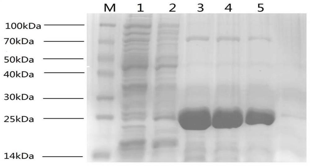 Single domain heavy chain antibody for detecting porcine epidemic diarrhea virus, preparation method and application