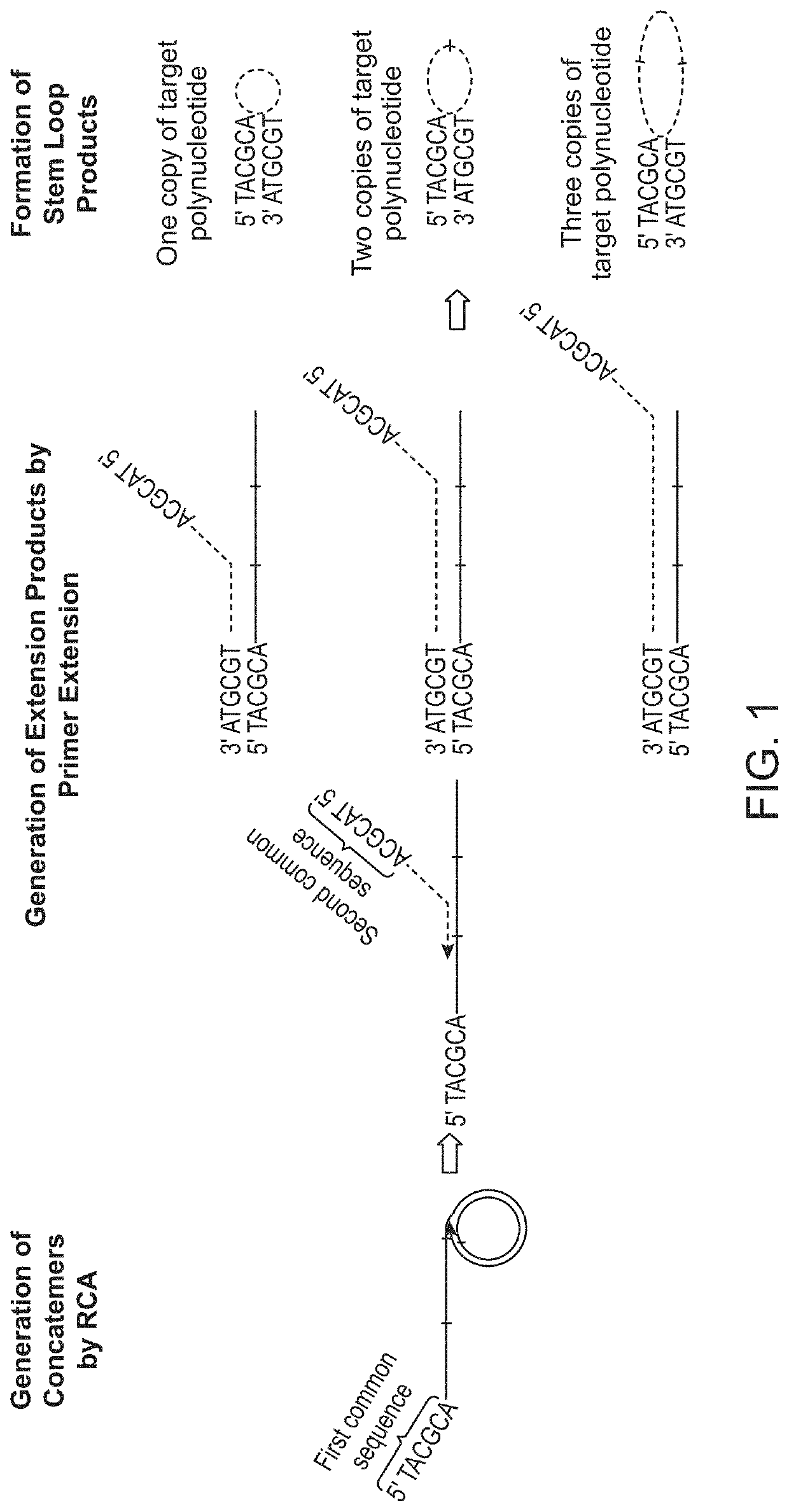 Methods and compositions for enrichment of amplification products