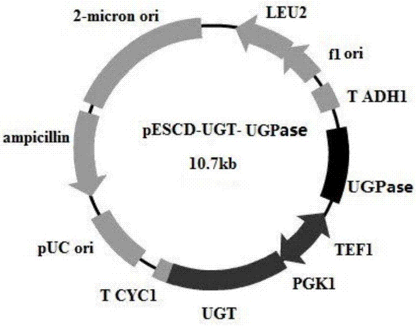 Genetically engineered bacteria and application thereof to preparation of rebaudioside A