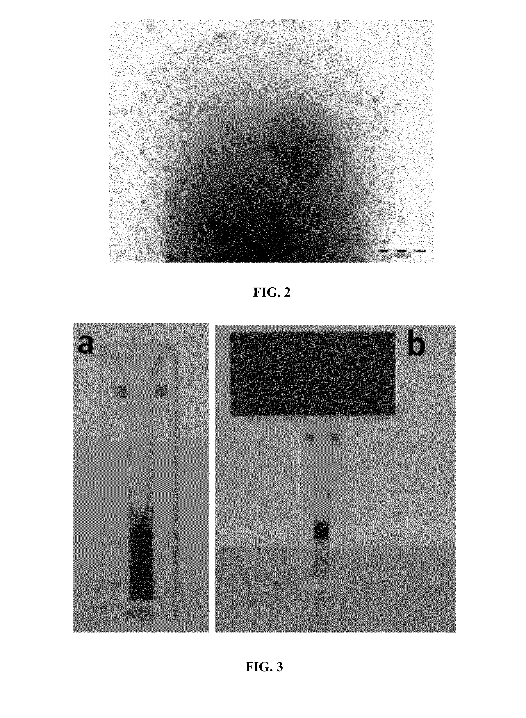 Probiotic bacteria comprising metals, metal nanoparticles and uses thereof