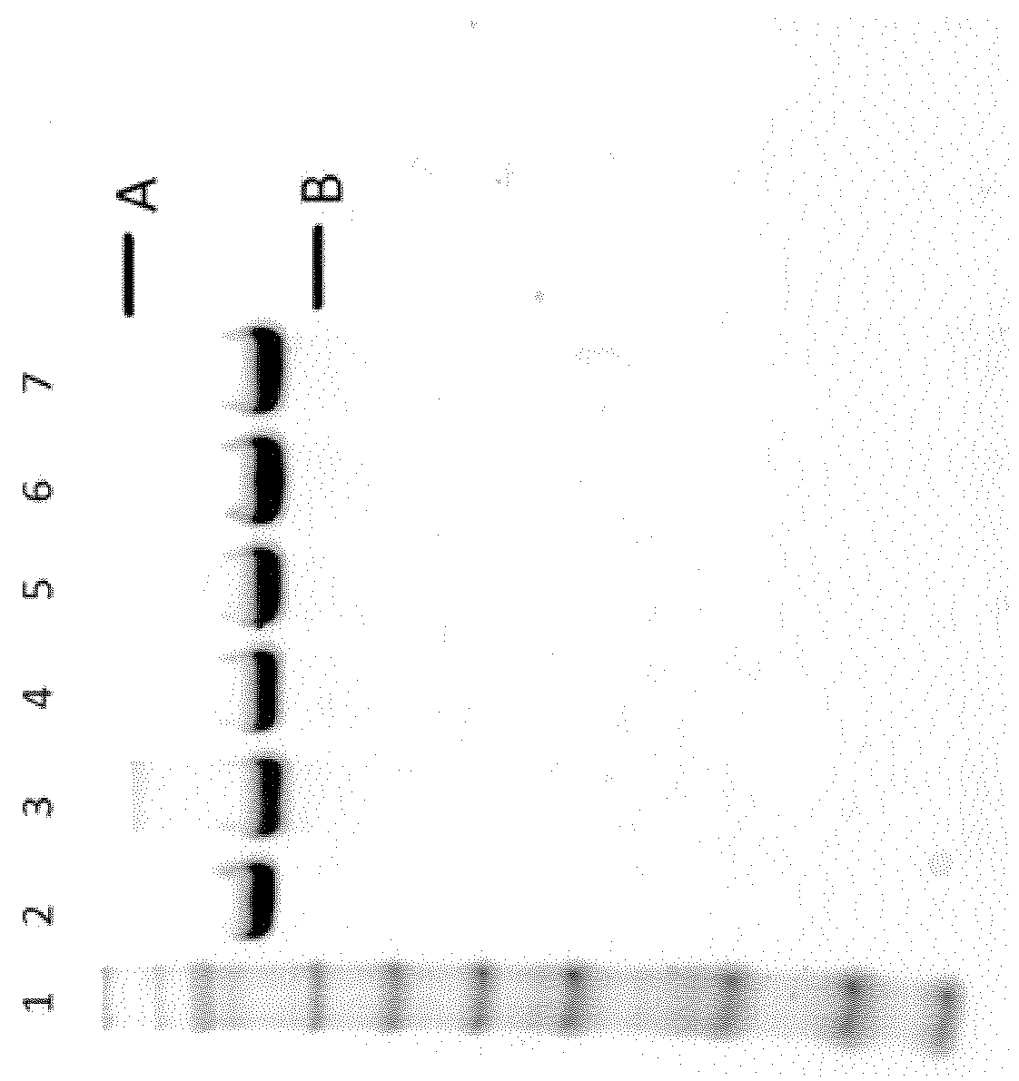 Modified iduronate 2-sulfatase and production thereof