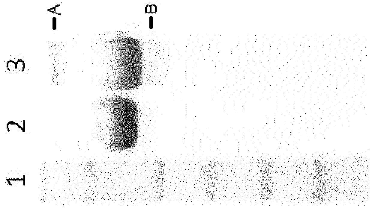 Modified iduronate 2-sulfatase and production thereof