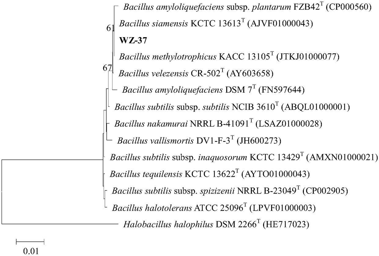 Broad-spectrum disease resistance bacillus and application thereof
