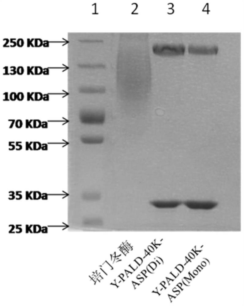 PEG site-modified asparaginase injection