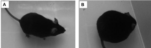 Method for establishing myasthenia gravis EAMG mouse skeletal muscle model