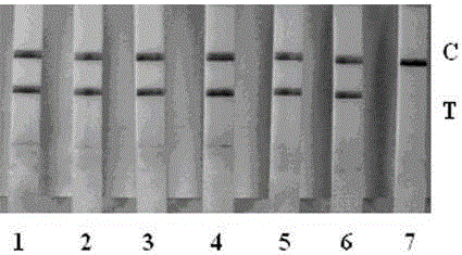 Novel isothermal loop-mediated vibrio parahaemolyticus nucleic acid marker detection reagent