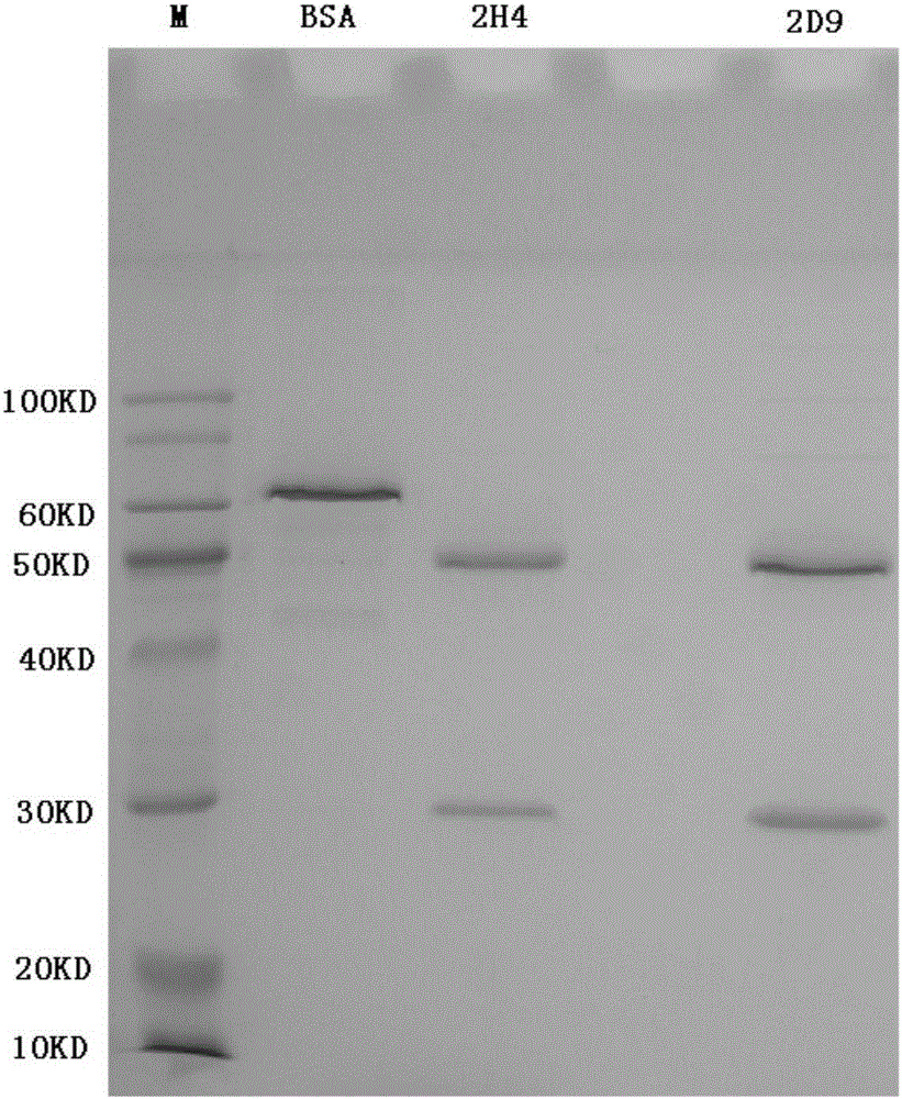 HER2 linear epitope monoclonal antibody with neutralization activity and applications thereof