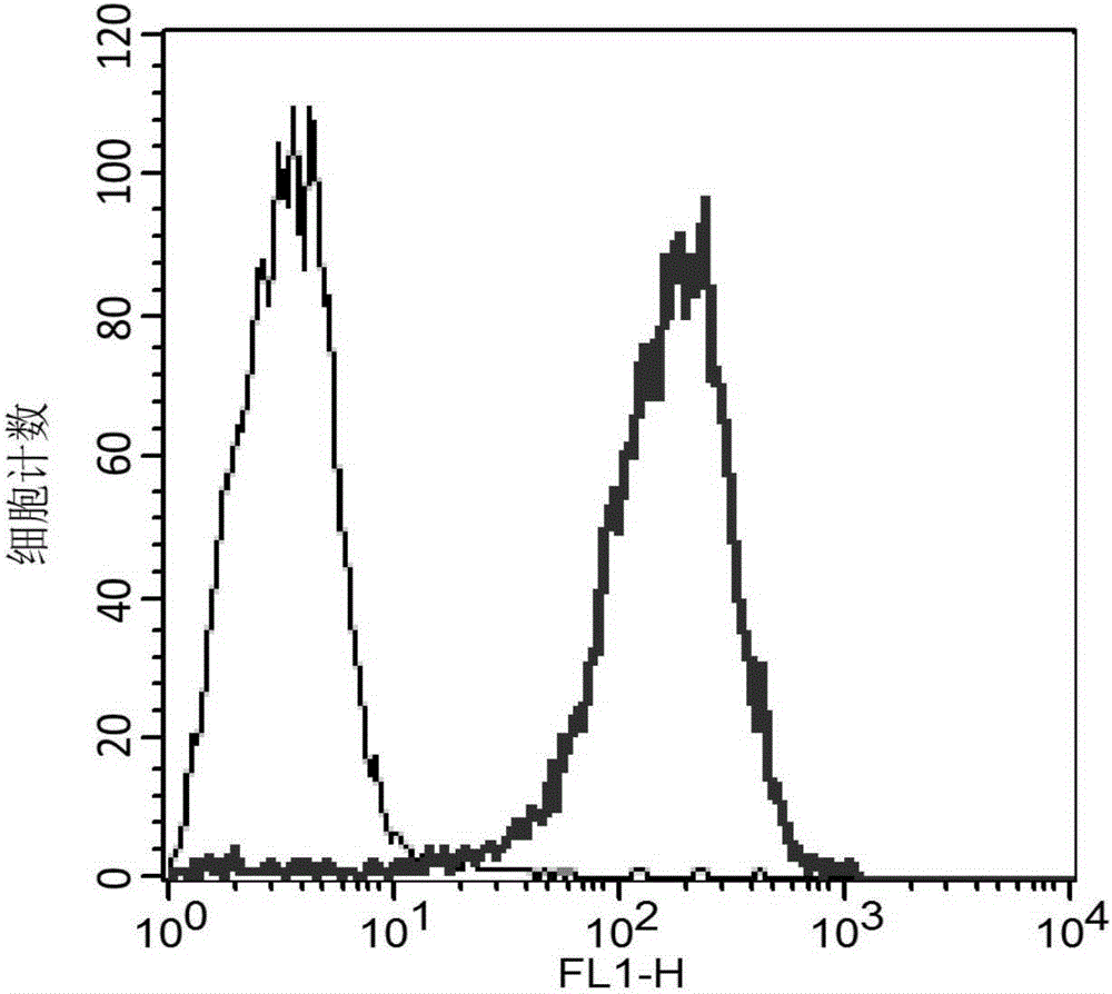 HER2 linear epitope monoclonal antibody with neutralization activity and applications thereof