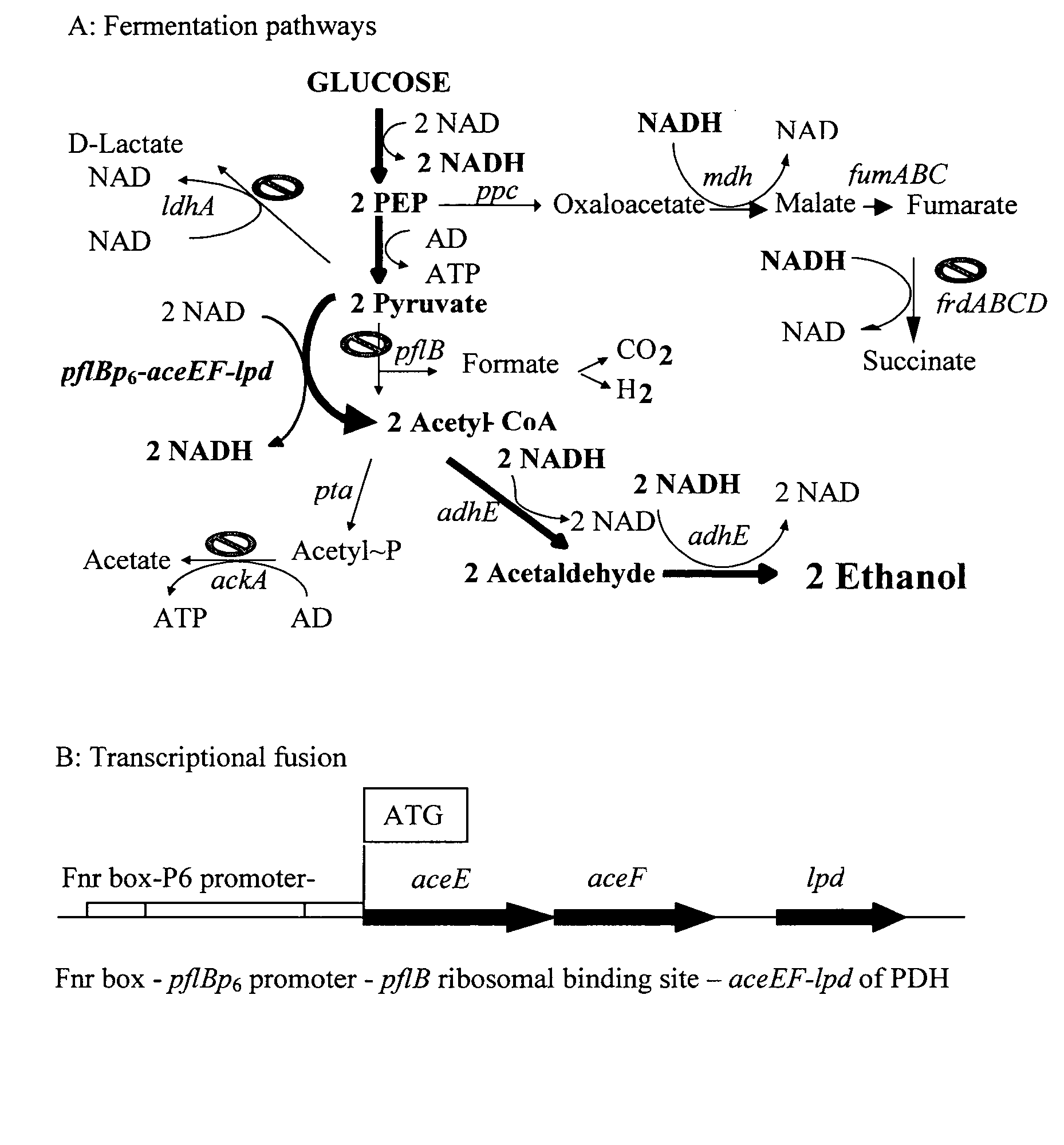 Native homoethanol Pathway for ethanol production in E. coli