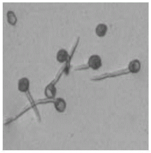 Method for infecting wheat by inoculating tilletia foetida to roots