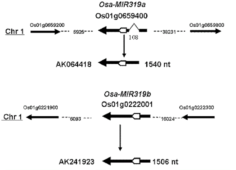 Microrna and its encoding nucleic acid molecule and application related to the regulation of rice leaf width