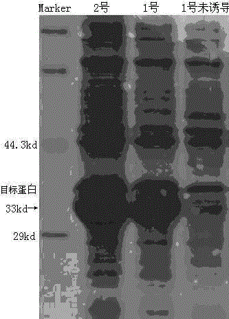 Human Mycobacterium tuberculosis fusion protein and applications thereof