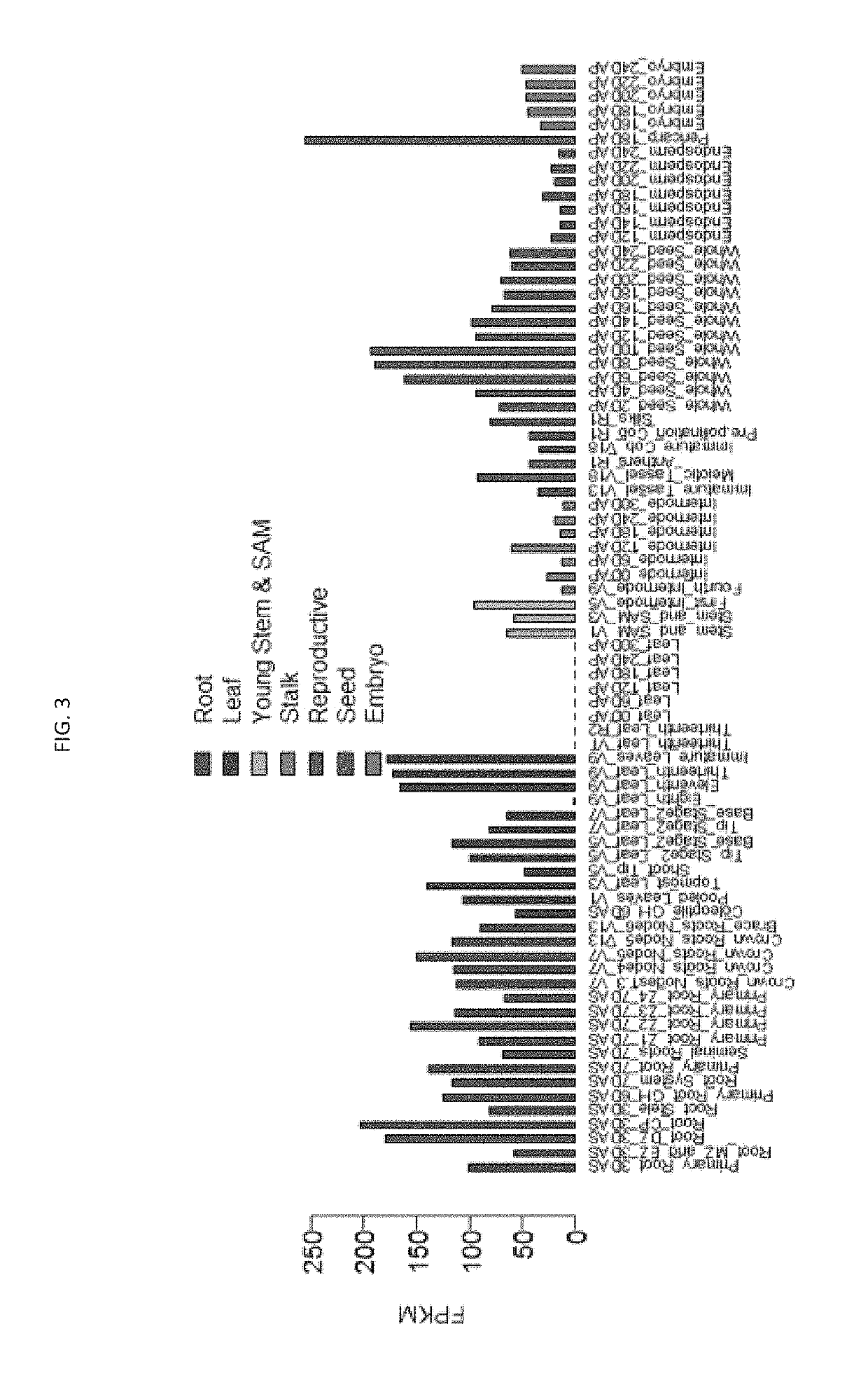 Targeted modification of maize roots to enhance abiotic stress tolerance