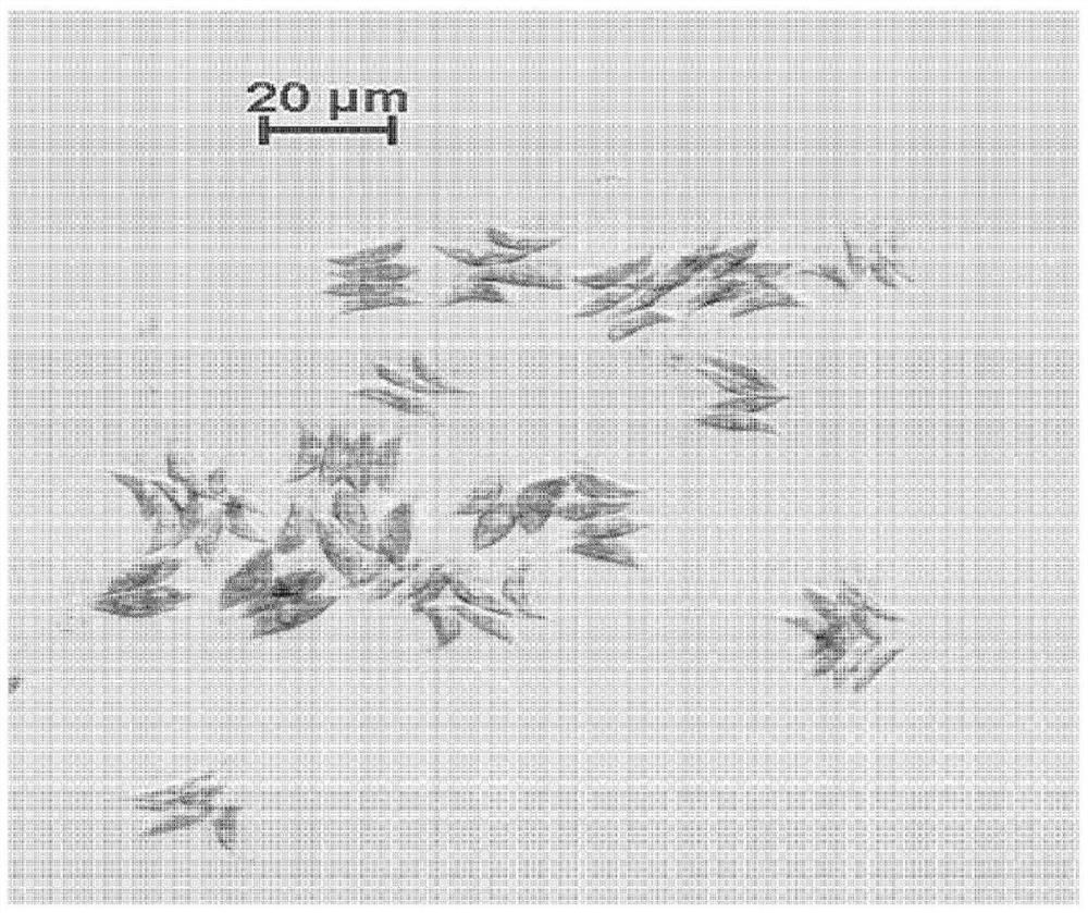 Novel microalgae having high loliolide productivity