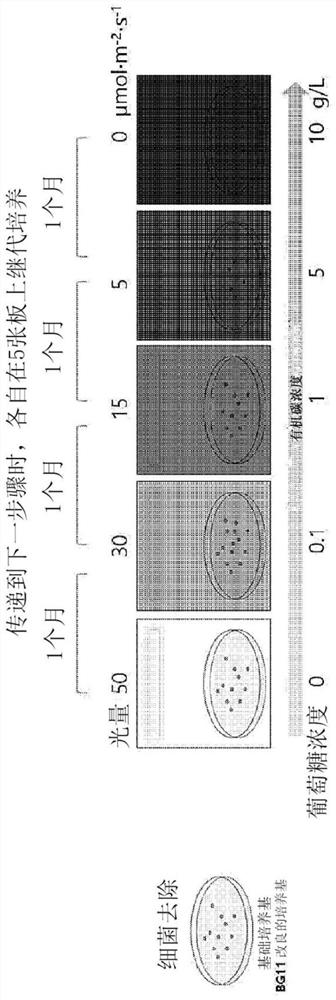 Novel microalgae having high loliolide productivity