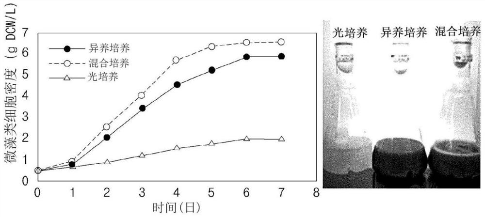 Novel microalgae having high loliolide productivity