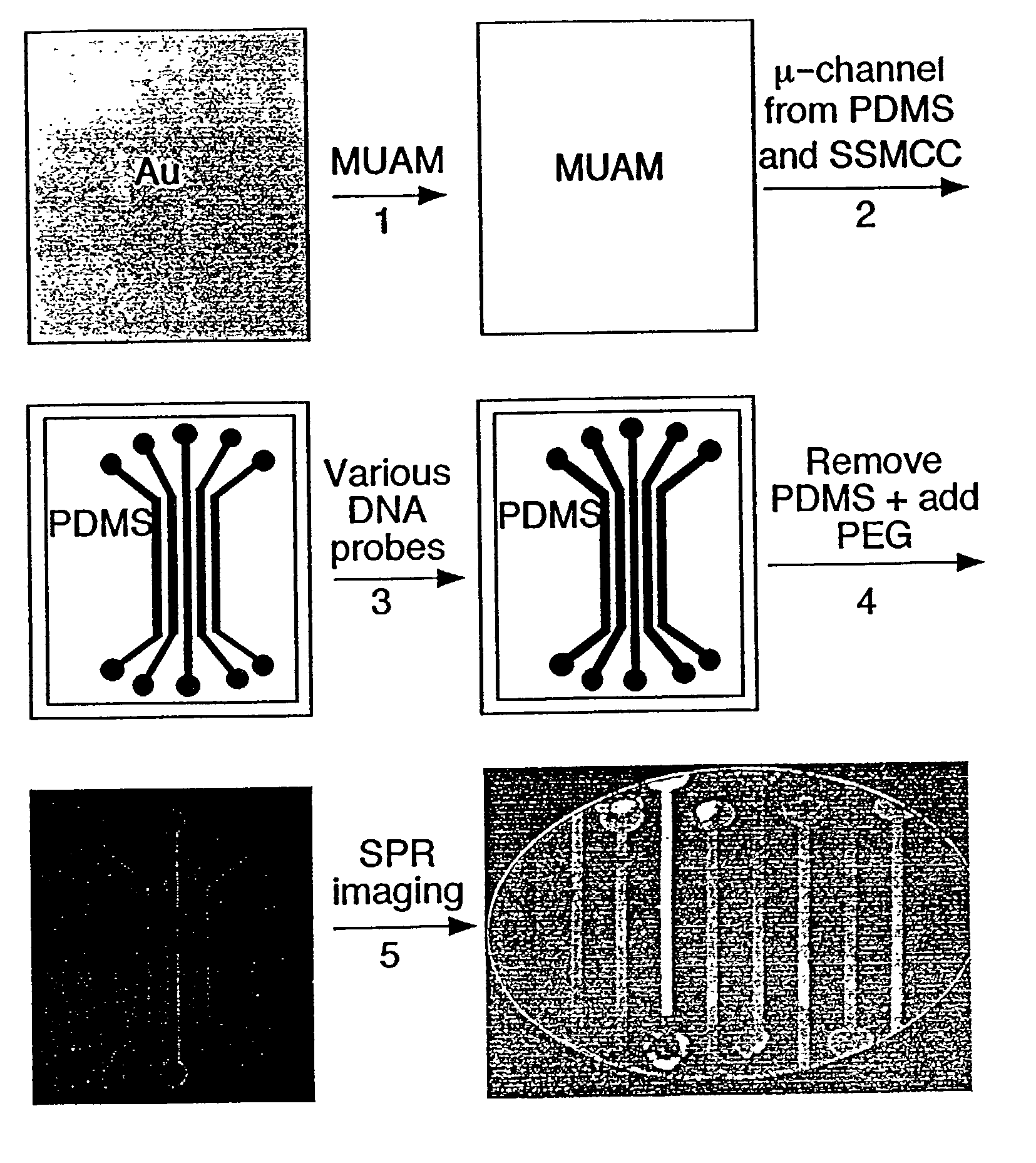 Surface plasmon resonance imaging of micro-arrays