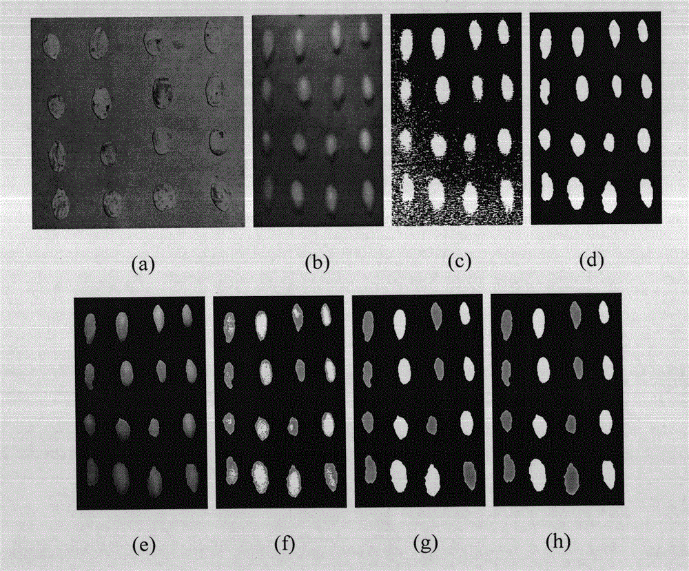 Identification method of overripe L. indigo fruit based on hyperspectral images
