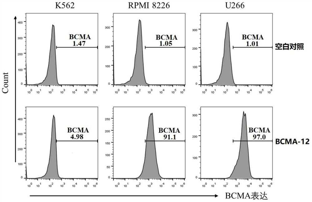 A kind of nanobody against B cell maturation antigen and its application