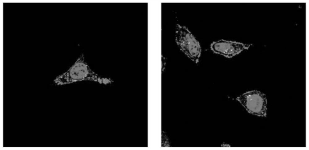 Fluorescent probe containing active molecules of flavonoids and its preparation method and application