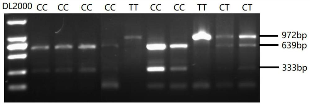 A set of SNP molecular markers for screening and/or detecting the abnormality rate of spermatozoa in breeding bulls