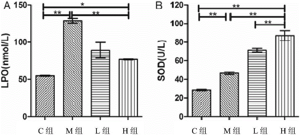 Application of lactobacillus plantarum to preparation of product with liver protecting function