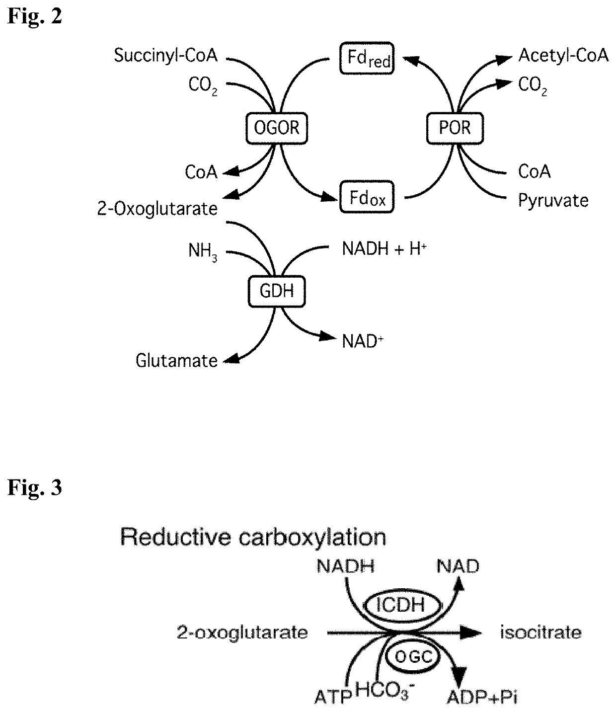 Synthetic pathway for biological carbon dioxide sequestration