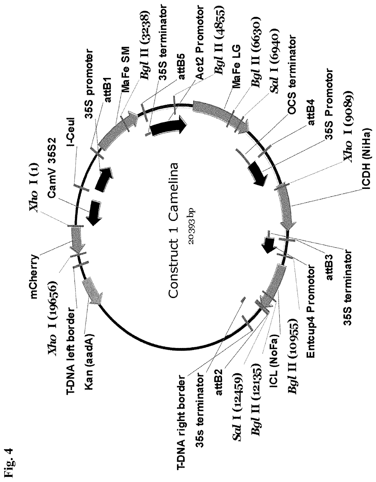 Synthetic pathway for biological carbon dioxide sequestration