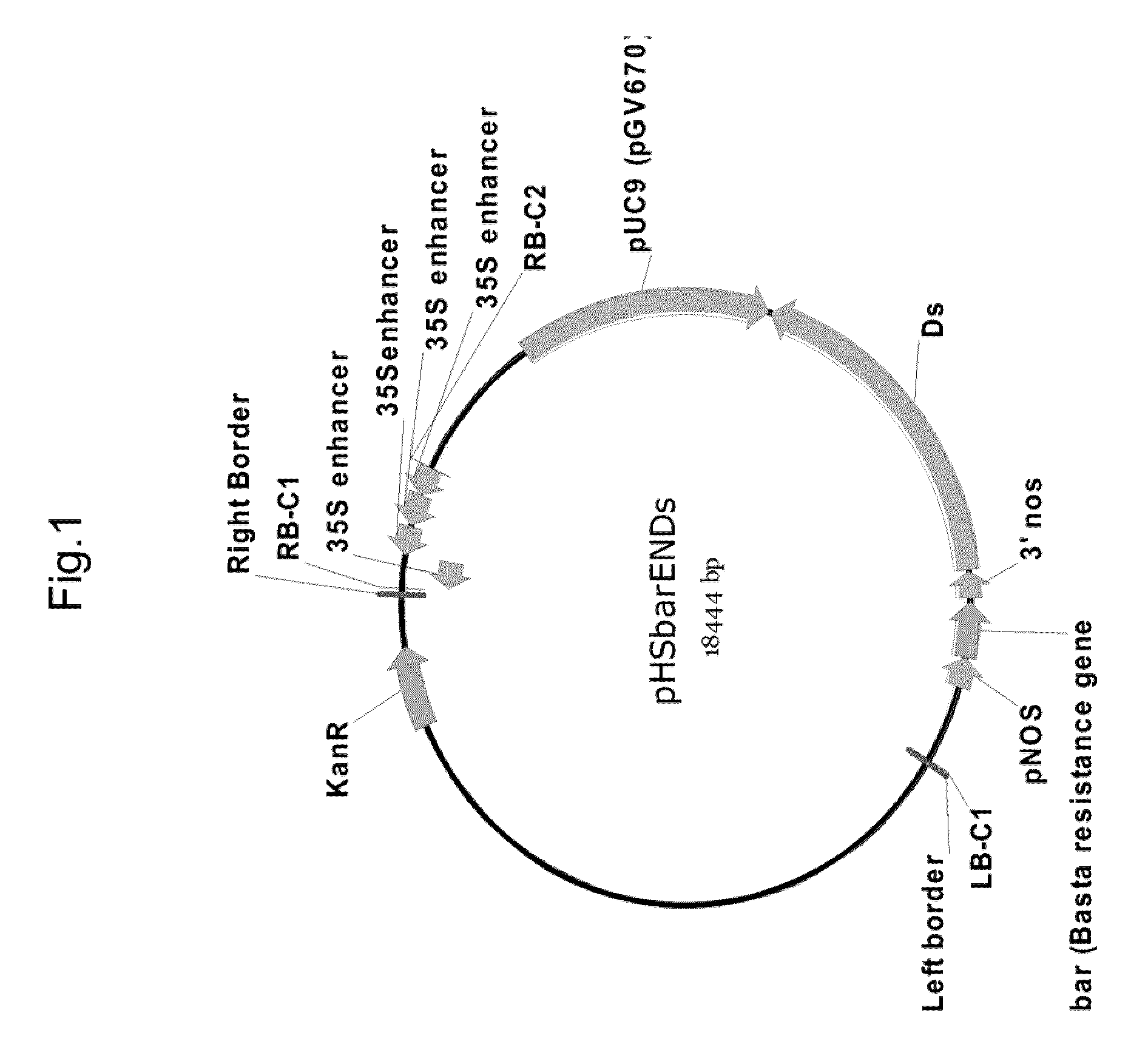 Plants With Altered Root Architecture, Related Constructs and Methods Involving Genes Encoding Leucine Rich Repeat Kinase (LLRK) Polypeptides and Homologs Thereof