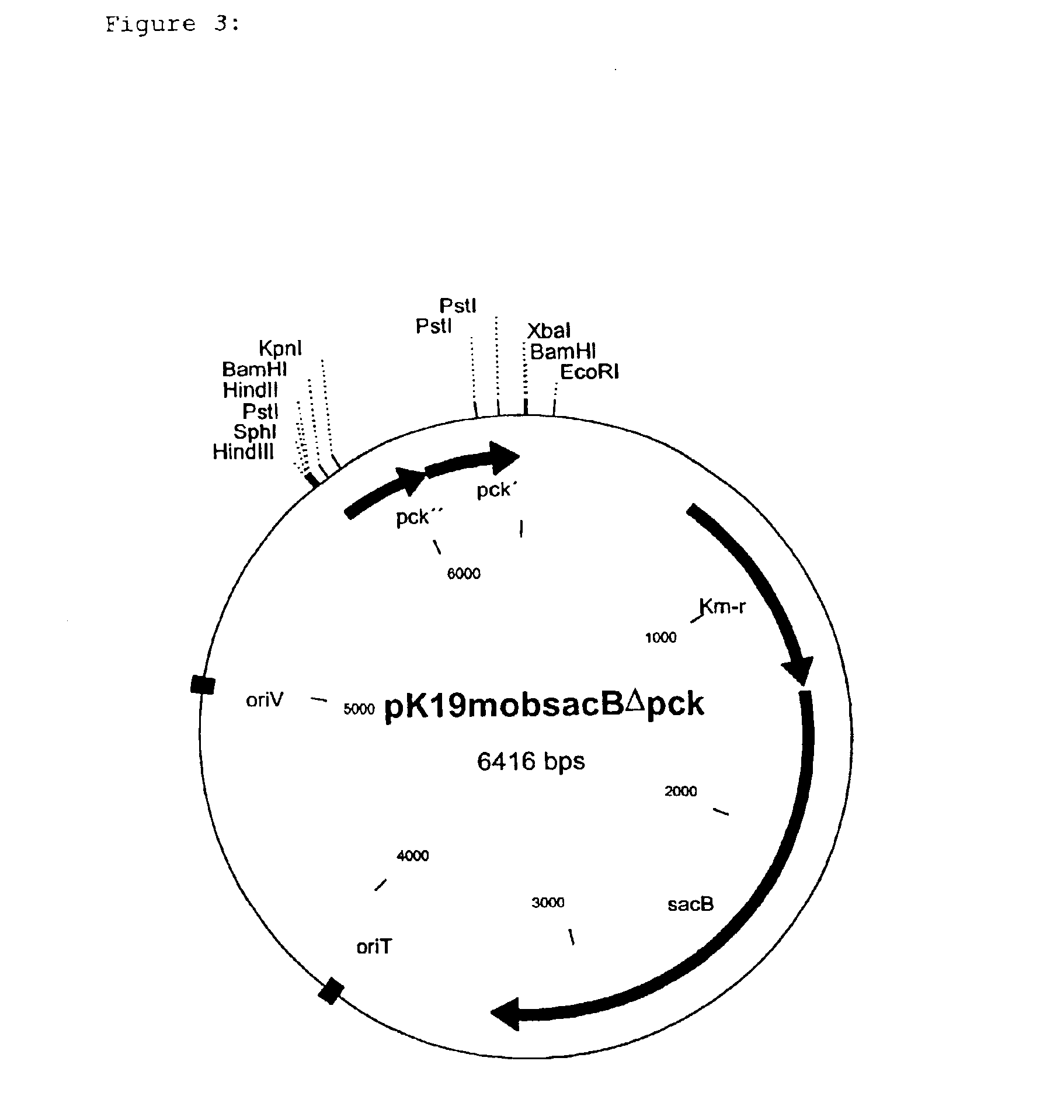 Nucleotide sequences which code for the pck gene