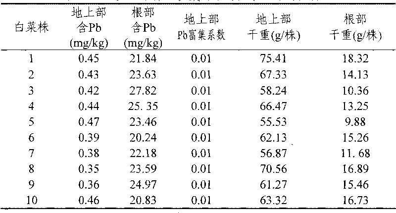 Pb-pollution soil safe production method by utilizing low Pb-accumulation Chinese cabbage qiu'ao