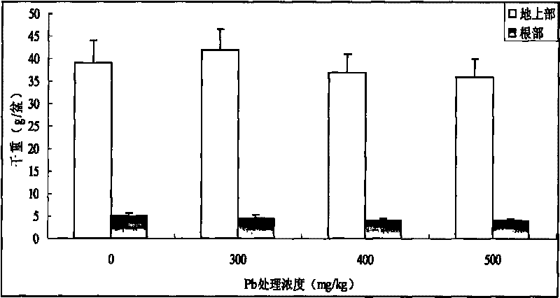 Pb-pollution soil safe production method by utilizing low Pb-accumulation Chinese cabbage qiu'ao