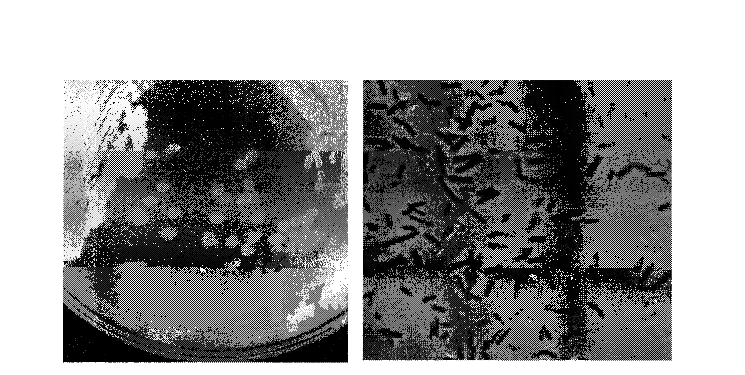 Host cell and method for efficient expression and secretion thereof in recombinant protein