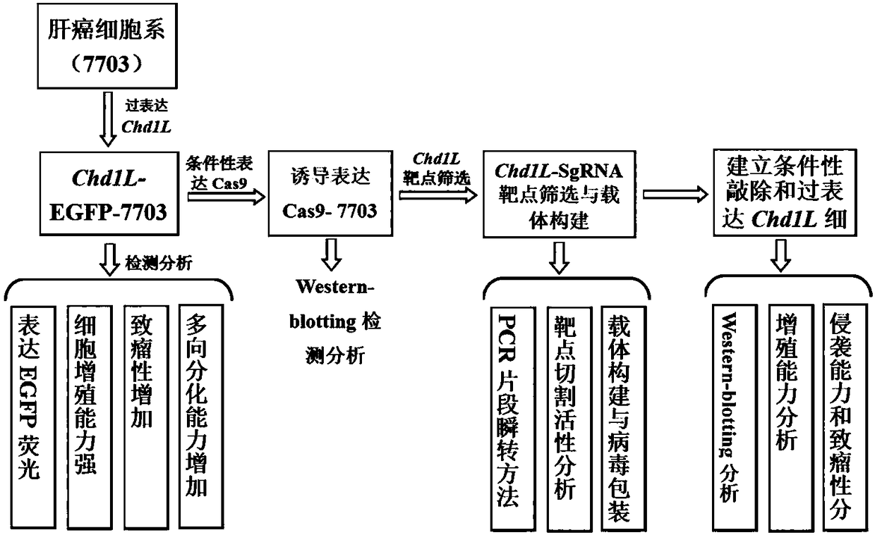 Construction method for hepatoma cell line for conditionally-induced knockout overexpressed Chd1l genes