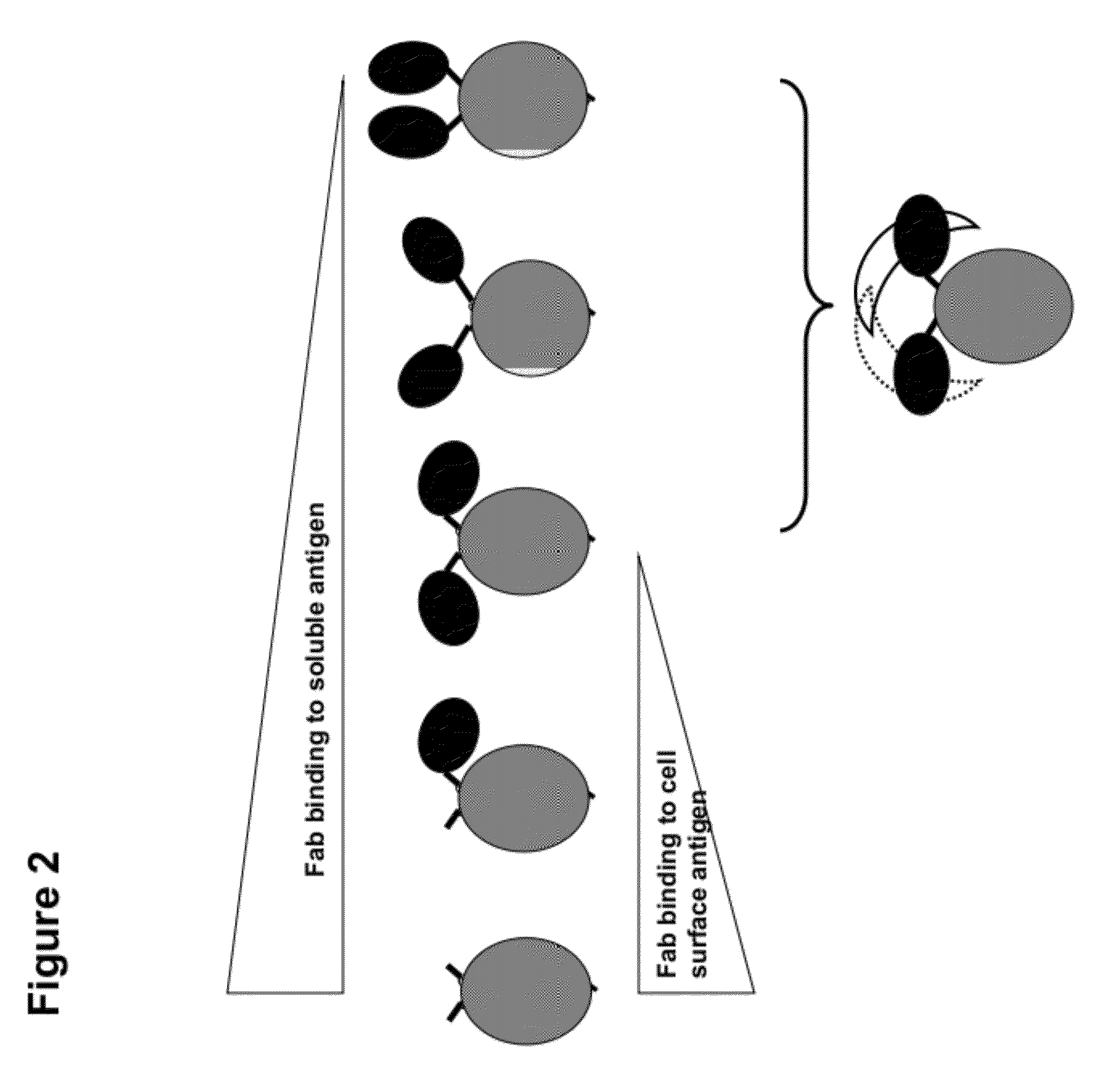 Multi-specific fab fusion proteins and methods of use