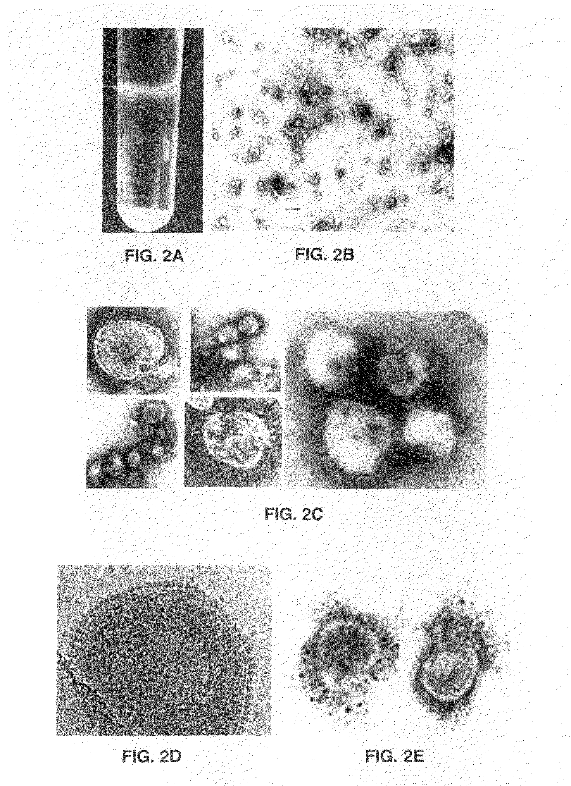 Fusogenic virus-like particles and uses thereof