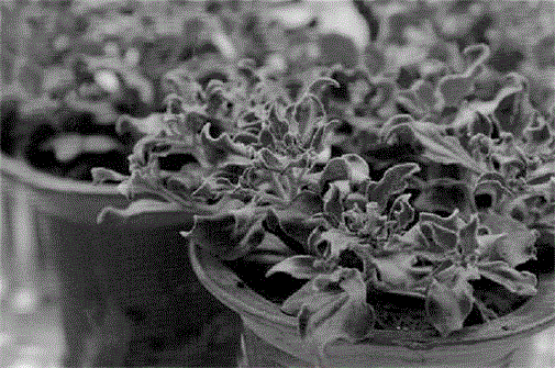 Techniques for breeding mesembryanthemum crystallinum seeds and potting mesembryanthemum crystallinum on balcony