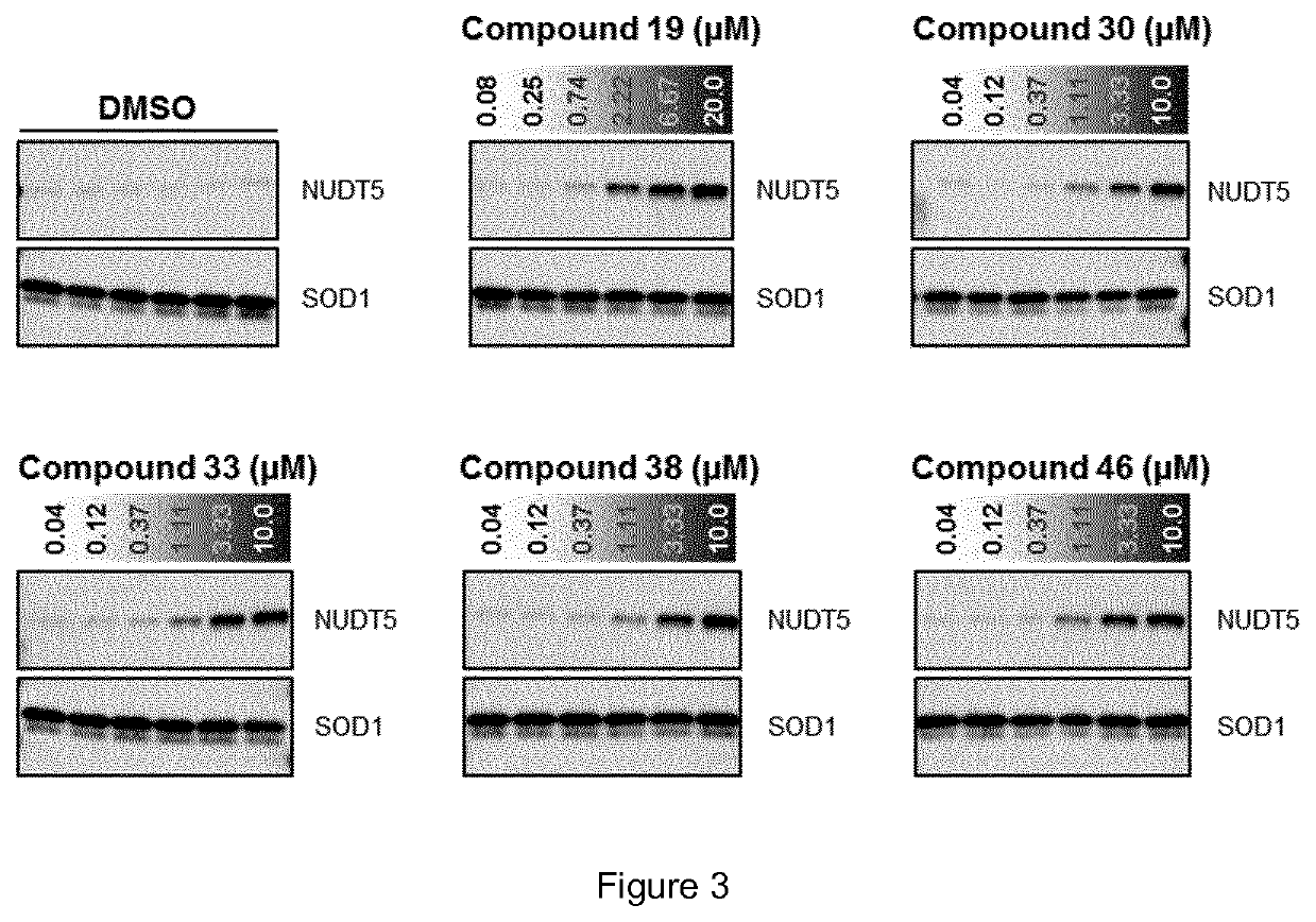 Novel functionalized purine-2,6-diones and their use in medicine