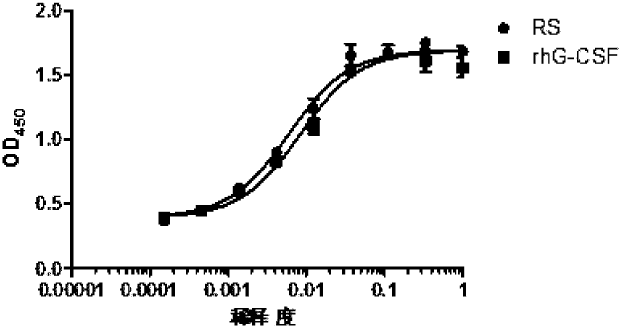 Renaturation and purification method of recombinant human granulocyte colony stimulating factor