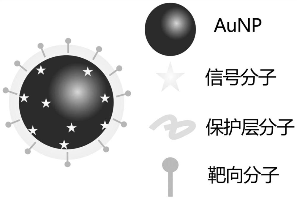 A method for detecting circulating tumor cells based on surface-enhanced Raman spectroscopy probe