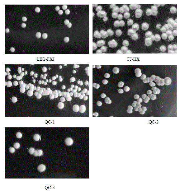 Geosmin producing strain