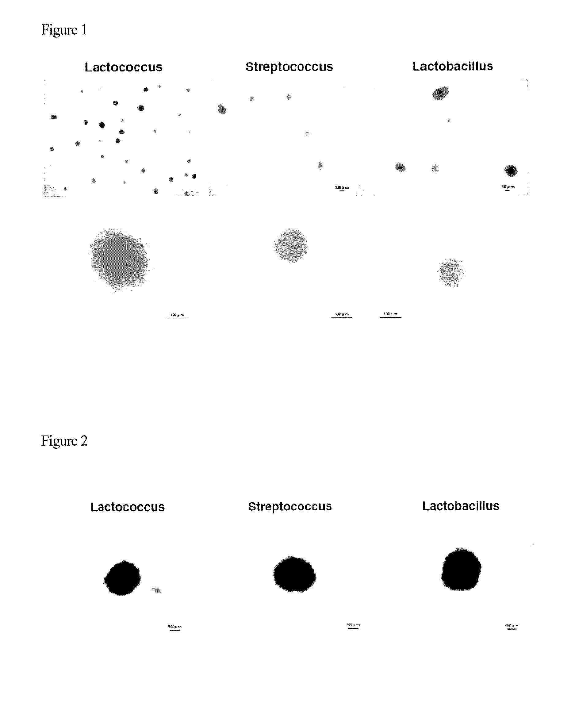 Method for producing pluripotent cell using bacterium having fermentation ability