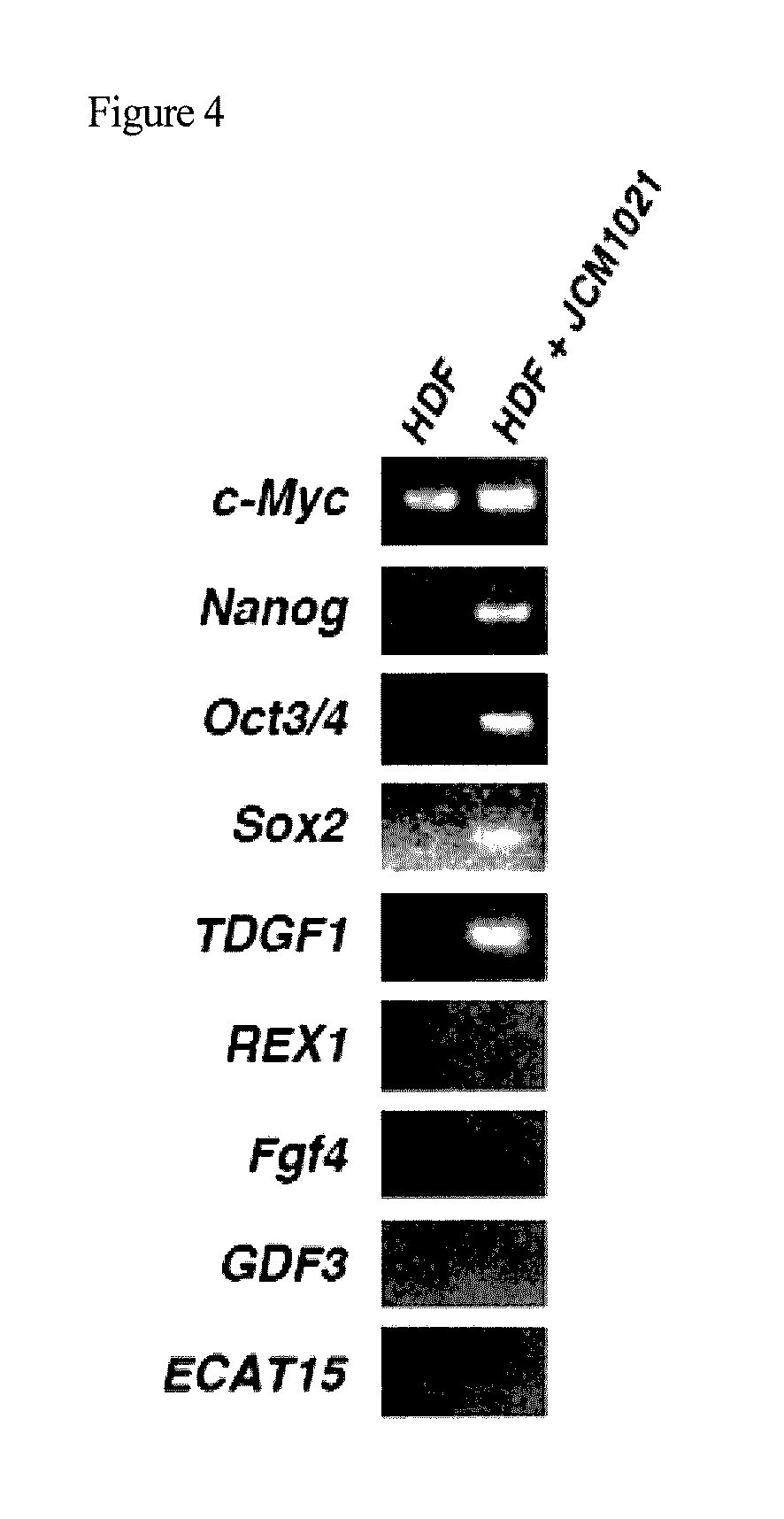 Method for producing pluripotent cell using bacterium having fermentation ability