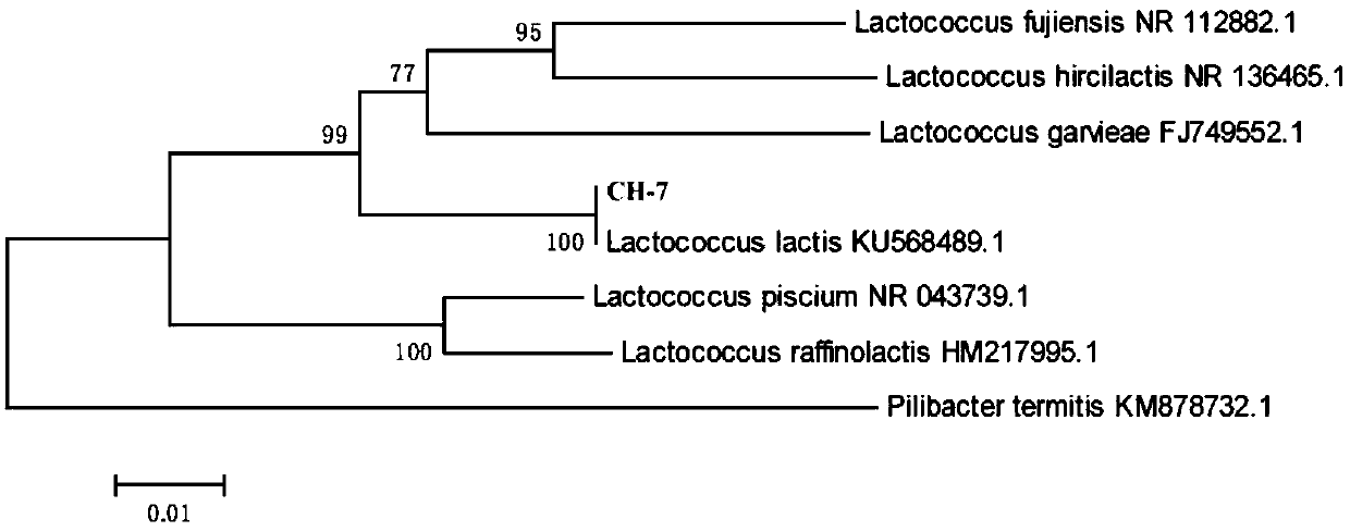 Application of lactococcus lactis KDLL2016-01 in preparation of protein feed by fermenting feathers