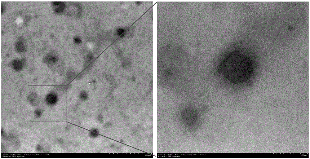 Montmorillonite inlaid liposome preparation and preparation method thereof