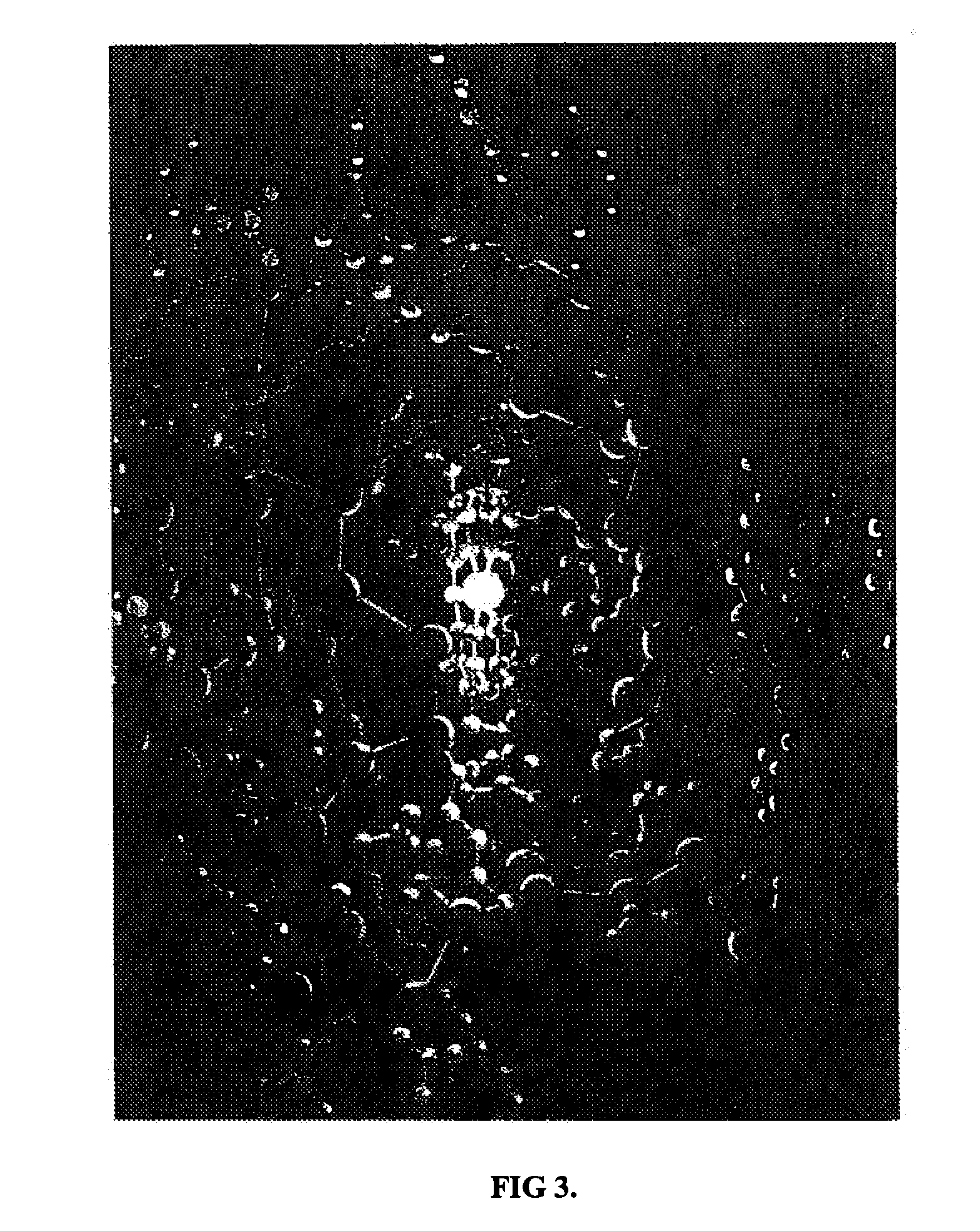 Protein switches incorporating cytochrome C3 in monolayers and method for producing same