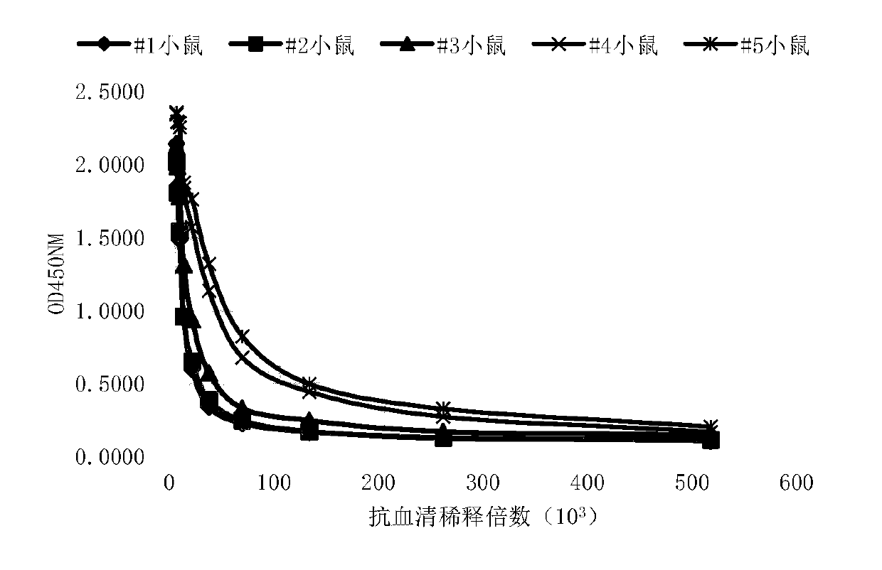 Hybridoma cell line 105d11, antibody and application thereof